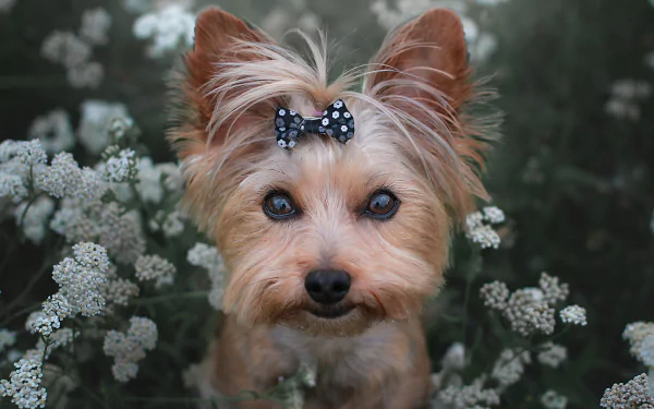 dog Animal yorkshire terrier HD Desktop Wallpaper | Background Image