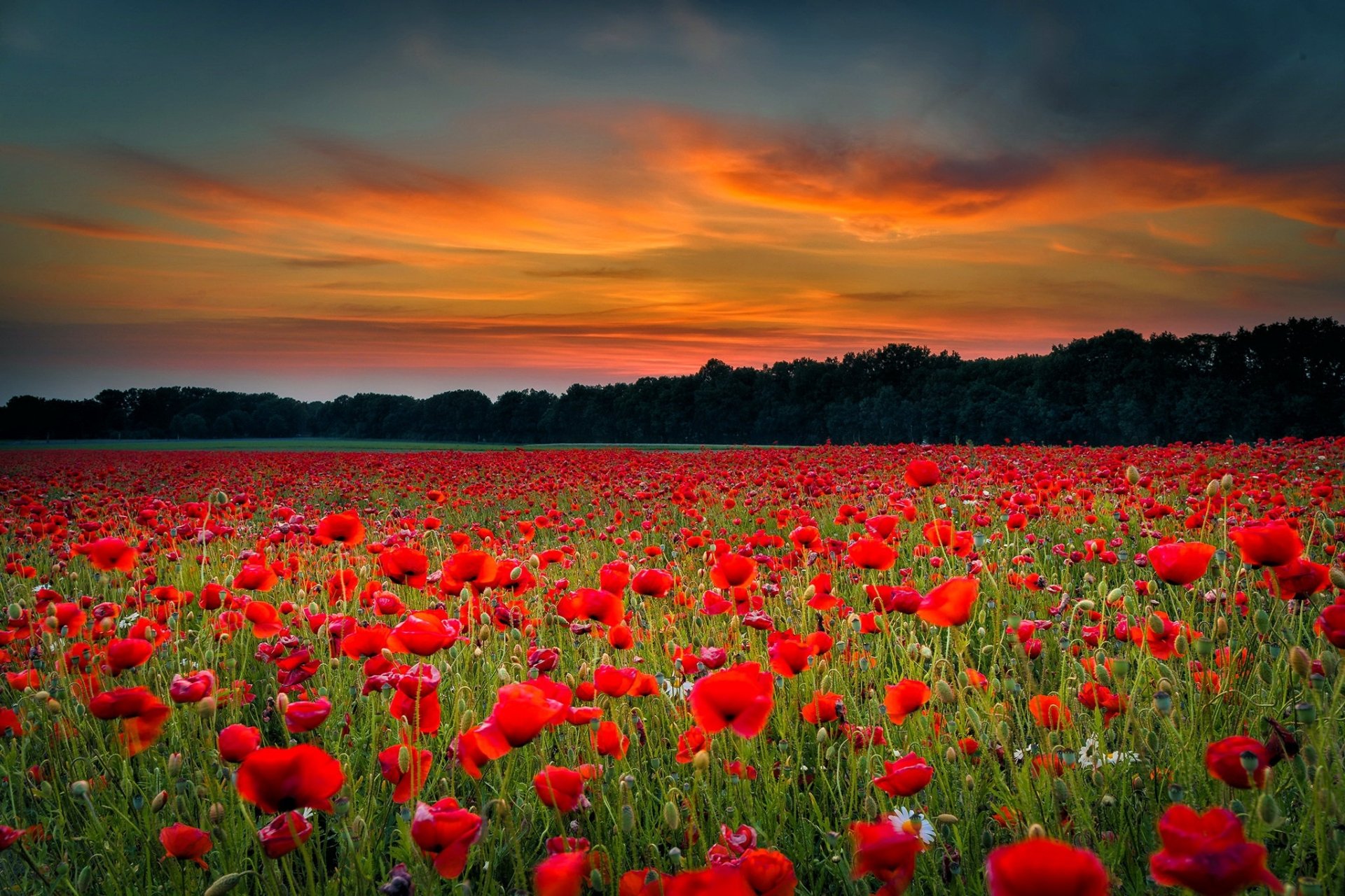 Download Red Flower Nature Poppy HD Wallpaper