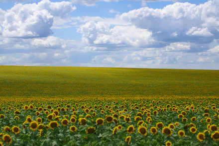 5K Ultra HD PC wallpaper of a sunflower field under fluffy clouds, a wide green-yellow nature expanse of sunflowers reaching to the horizon.