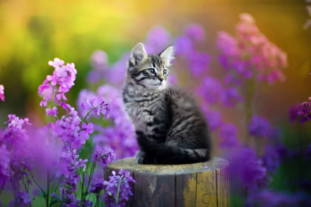 purple flower Animal cat HD Desktop Wallpaper | Background Image