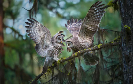 Two great grey owls with wings spread interact on a moss-covered tree branch in a vibrant forest, captured in HD for a PC desktop wallpaper background.