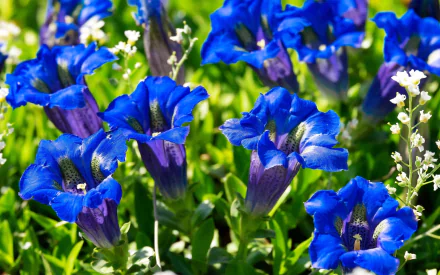 blue flower nature flower HD Desktop Wallpaper | Background Image