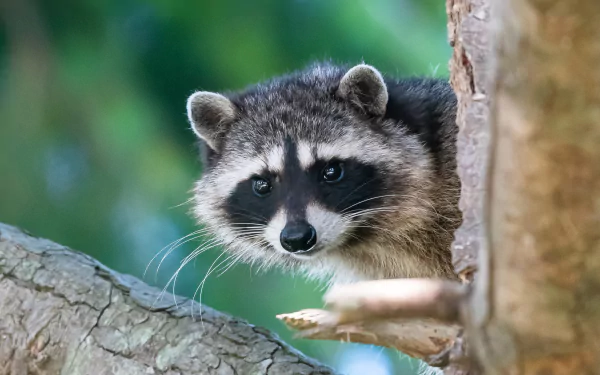 Close-up animal raccoon peeking from behind a tree branch with soft green bokeh, 2K Quad HD PC desktop wallpaper.