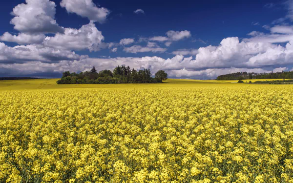 A vibrant 4K Ultra HD desktop wallpaper showcasing a summer field of yellow rapeseed flowers under a bright blue sky with fluffy white clouds.