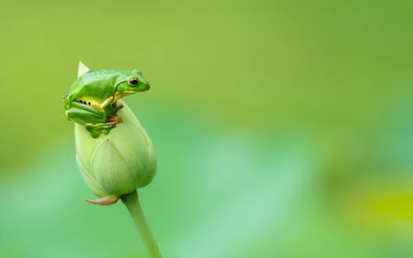 Close-up of a green frog perched on a budding flower, captured in stunning 4K Ultra HD as an amphibian-themed PC desktop wallpaper.
