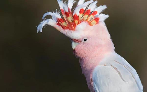 cockatoo Animal Major Mitchell's cockatoo HD Desktop Wallpaper | Background Image