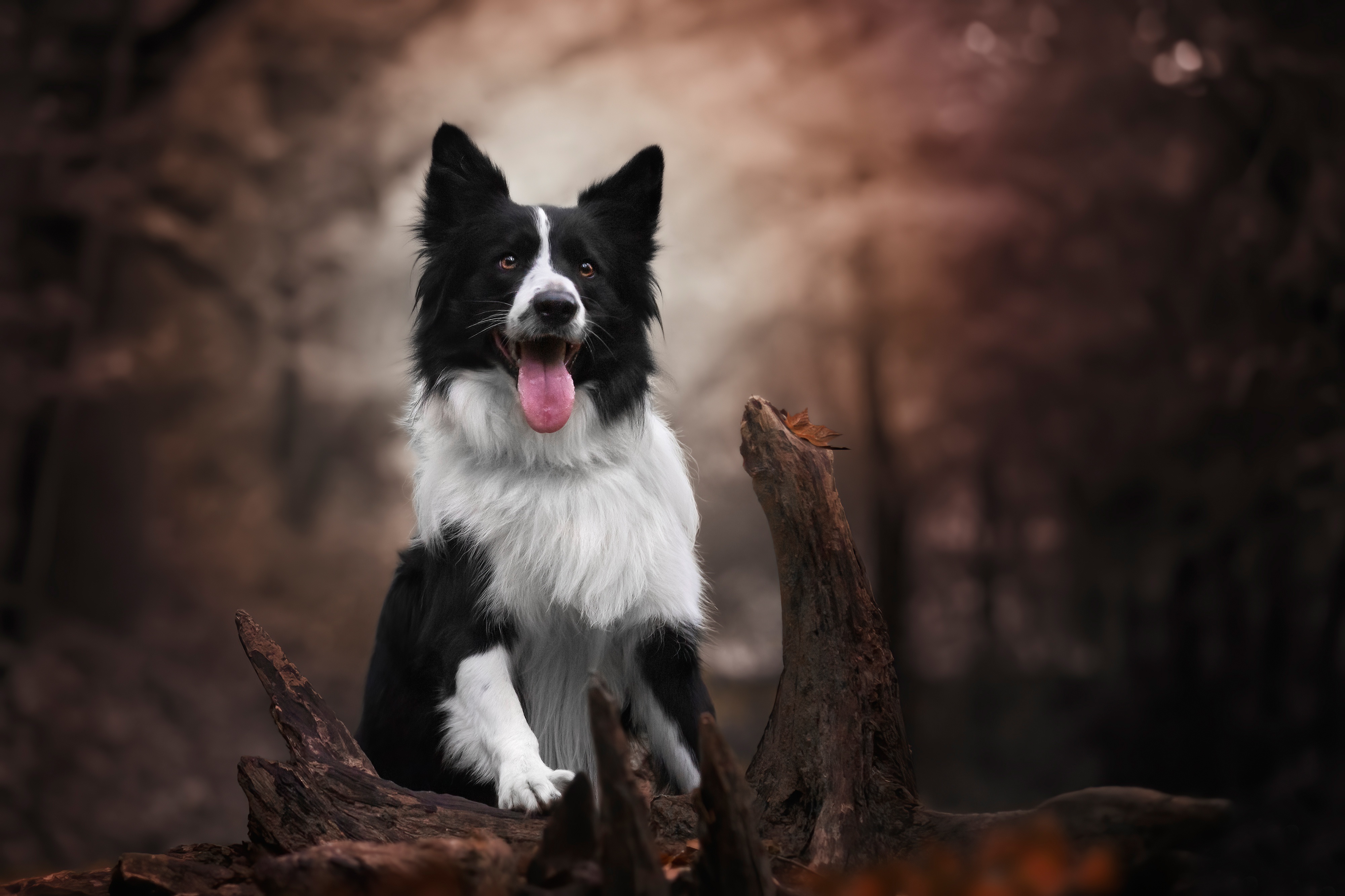 Animal Border Collie 4k Ultra HD Wallpaper