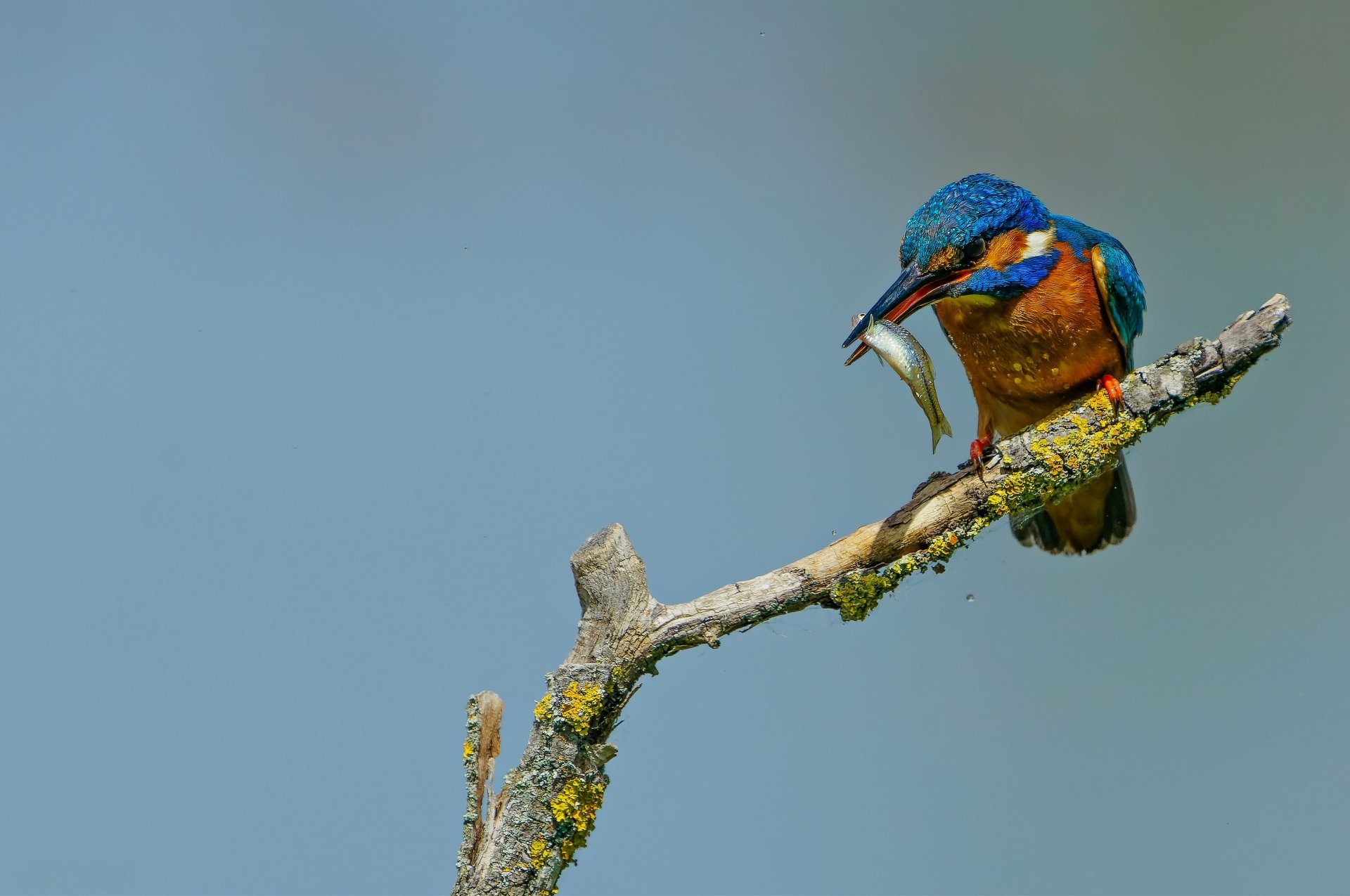 Download Common Kingfisher Bird Animal Kingfisher 4k Ultra HD Wallpaper