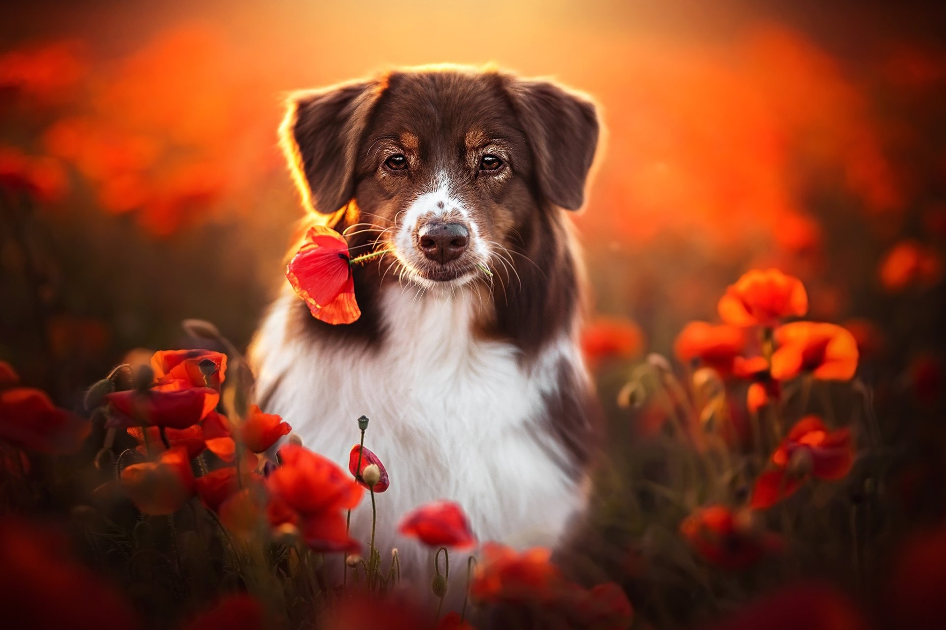 Download Red Flower Poppy Dog Animal Border Collie HD Wallpaper