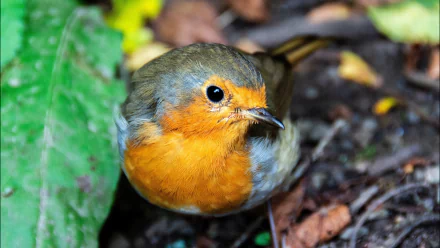Animal european robin HD Desktop Wallpaper | Background Image