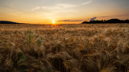 sunset summer field nature wheat summer sunset HD Desktop Wallpaper | Background Image