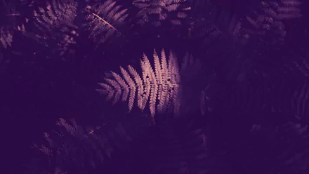  Fern Frond