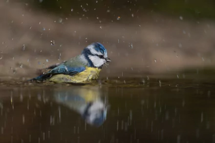  Eurasian Blue Tit (cyanistes caeruleus) by Vincent van Zalinge