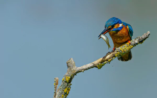 common kingfisher bird Animal kingfisher HD Desktop Wallpaper | Background Image