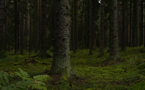 nature forest HD Desktop Wallpaper | Background Image