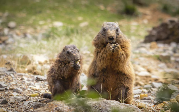 Animal marmot HD Desktop Wallpaper | Background Image