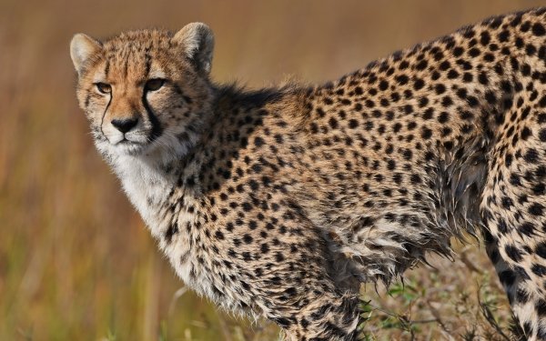 Animal Cheetah Cats Big Cat predator Africa Botswana Okavango Delta HD Wallpaper | Background Image