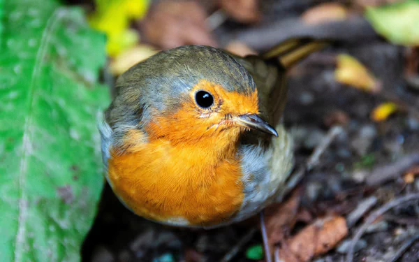 Animal european robin HD Desktop Wallpaper | Background Image