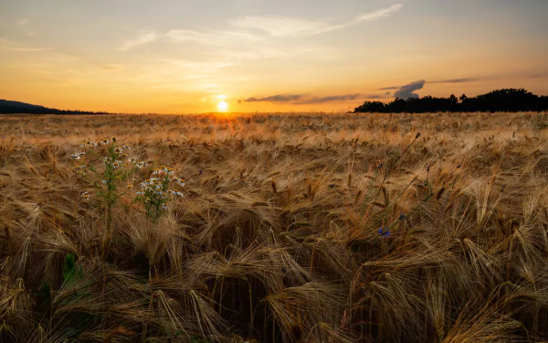 sunset summer field nature wheat summer sunset HD Desktop Wallpaper | Background Image