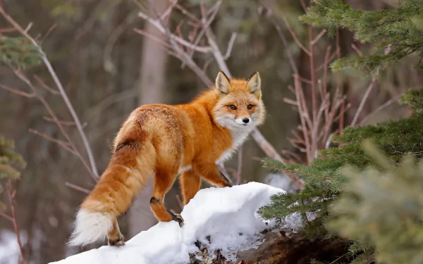 HD PC desktop wallpaper and background: red fox (animal) standing on a snowy log in a forest, bright russet fur contrasted with evergreen branches.
