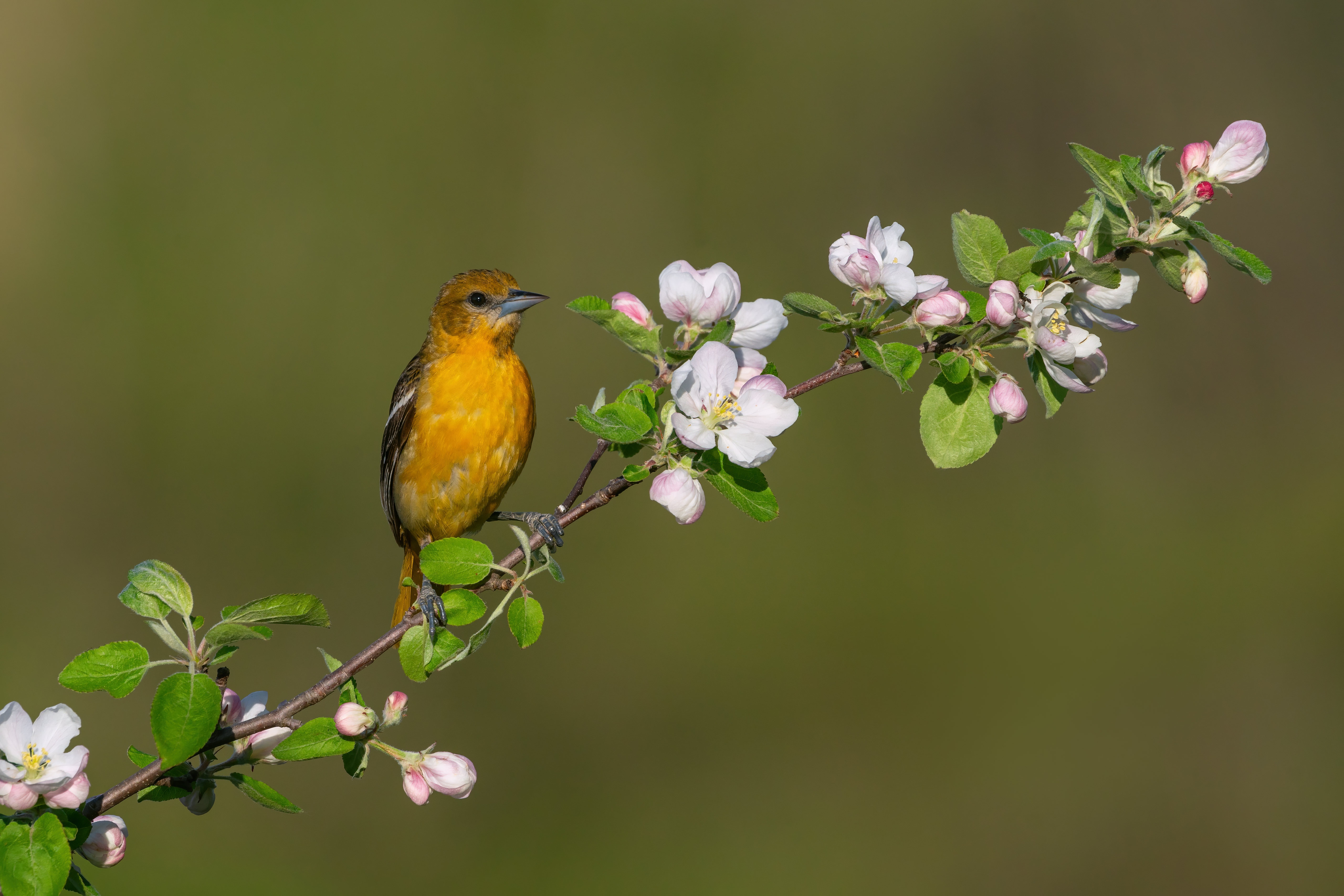 Animal Oriole HD Wallpaper | Background Image