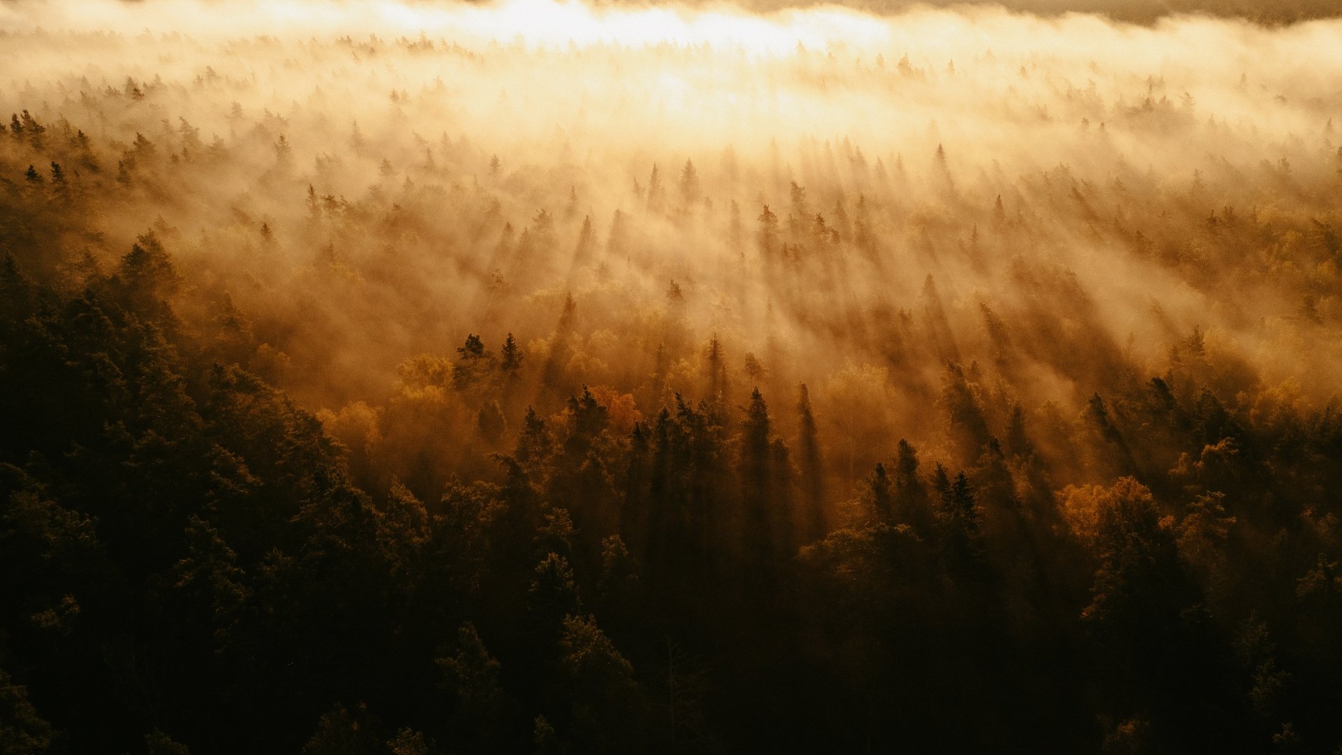 Download Sunbeam Fog Nature Forest 4k Ultra HD Wallpaper by Kristaps ...