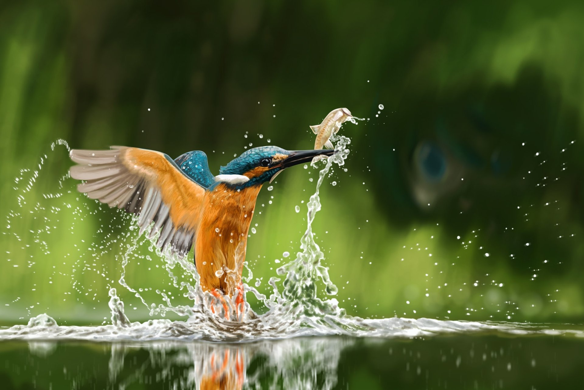 Download Common Kingfisher Splash Bird Animal Kingfisher HD Wallpaper