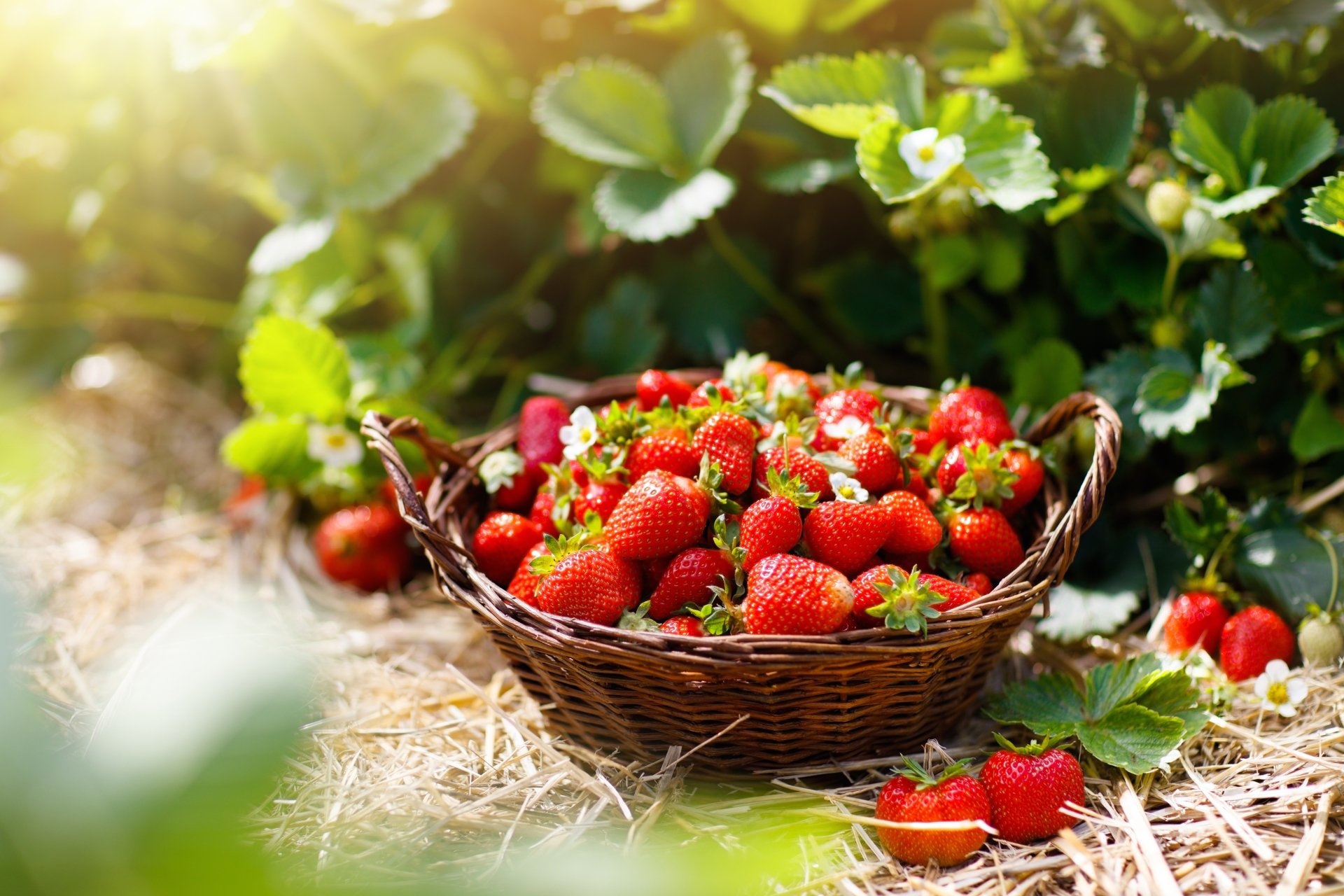 Download Basket Fruit Food Strawberry 8k Ultra HD Wallpaper