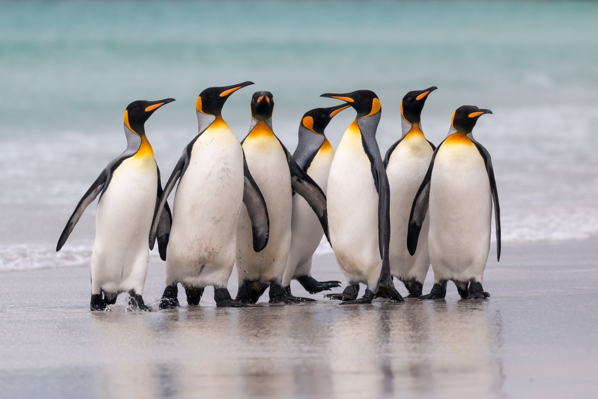 Download Animal Penguin HD Wallpaper | 2048x1365 | Wallpaper Abyss