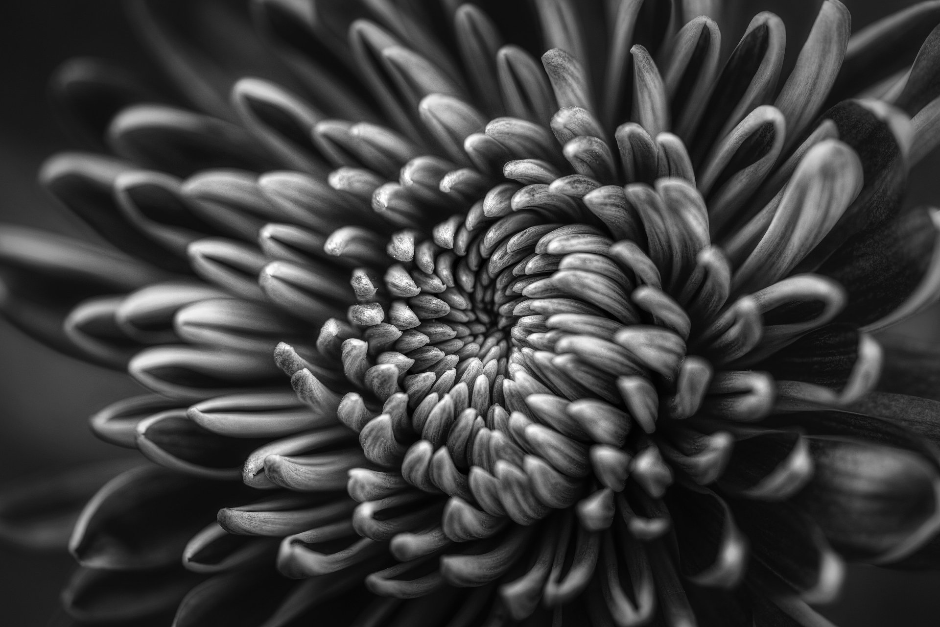 Download Macro Black & White Nature Chrysanthemum 4k Ultra HD Wallpaper by Carlos Quintero