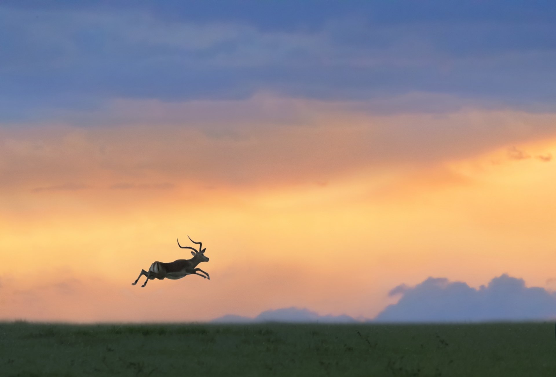 Download Animal Impala HD Wallpaper