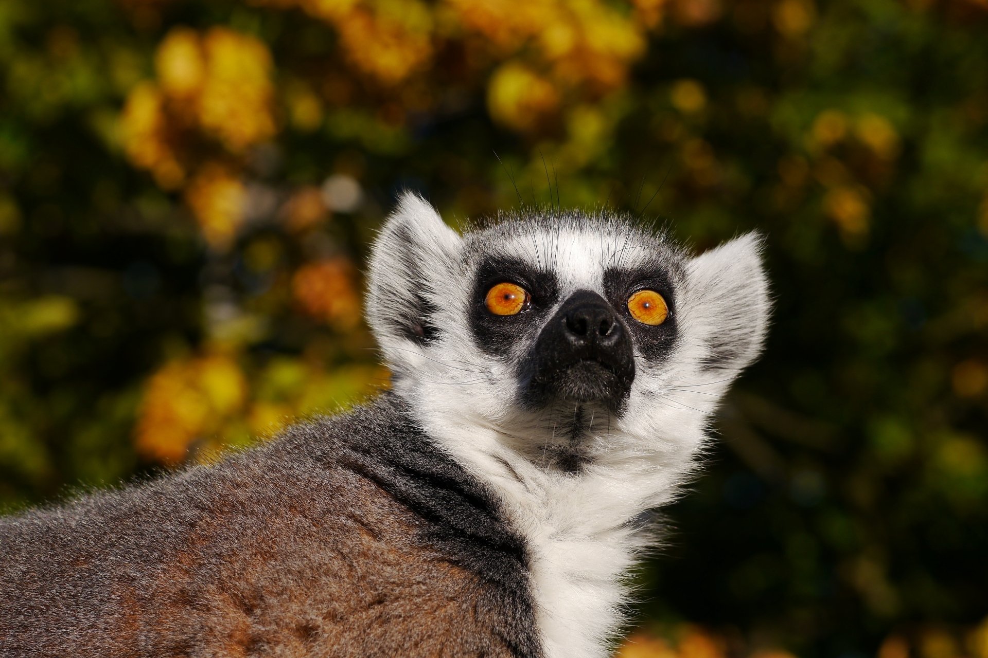 Download Animal Lemur 4k Ultra HD Wallpaper