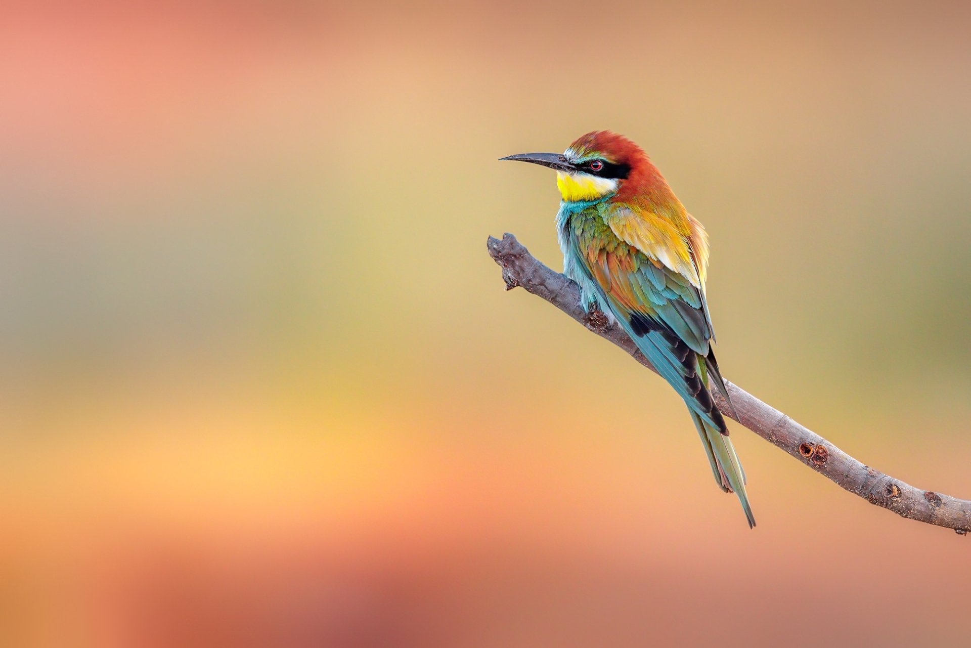 Download Animal Bee-eater HD Wallpaper