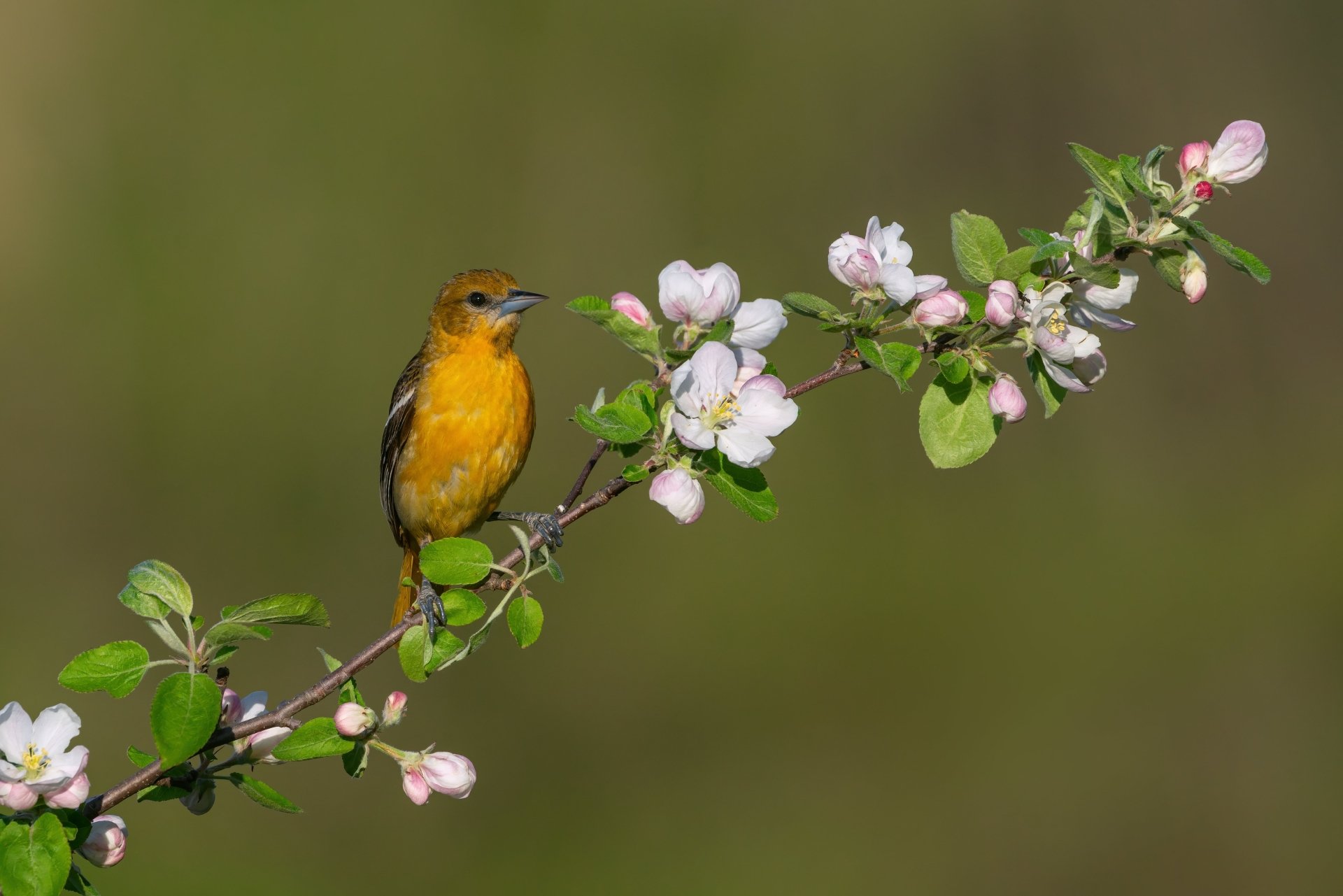 Baltimore oriole (animal) perched on a blossoming branch, bright orange-and-black plumage against soft green bokeh — 5K Ultra HD PC desktop wallpaper and background.