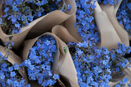 blue flower man made flower HD Desktop Wallpaper | Background Image