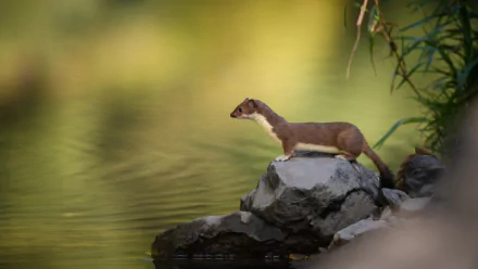Animal marten HD Desktop Wallpaper | Background Image