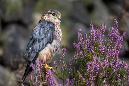 bird of prey Animal falcon HD Desktop Wallpaper | Background Image