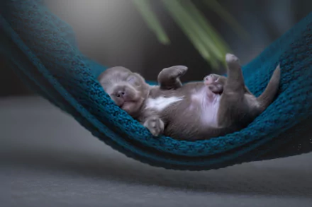 baby animal puppy Animal dog HD Desktop Wallpaper | Background Image