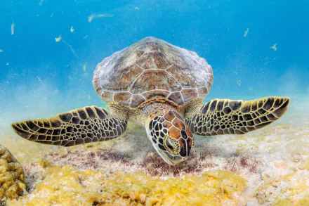 Animal turtle HD Desktop Wallpaper | Background Image