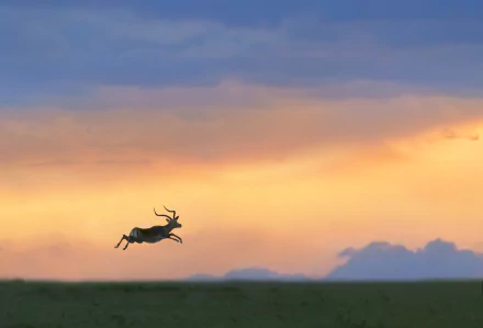 Animal Impala HD Desktop Wallpaper | Background Image