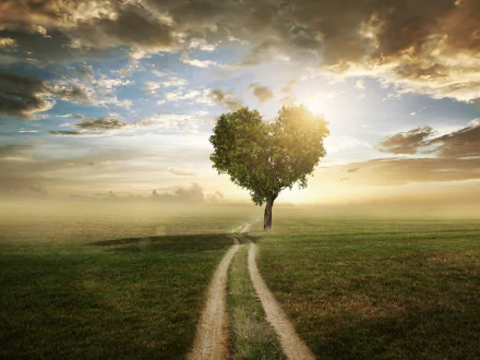 heart-shaped artistic tree HD Desktop Wallpaper | Background Image