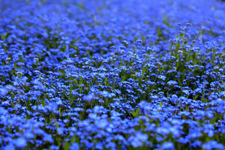 blue flower nature forget-me-not HD Desktop Wallpaper | Background Image