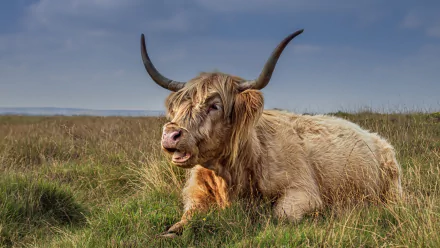 cow Animal highland cattle HD Desktop Wallpaper | Background Image