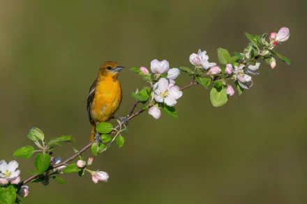 Baltimore oriole (animal) perched on a blossoming branch, bright orange-and-black plumage against soft green bokeh — 5K Ultra HD PC desktop wallpaper and background.
