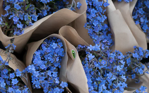 blue flower man made flower HD Desktop Wallpaper | Background Image