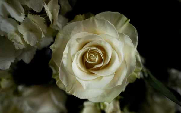 white flower nature rose HD Desktop Wallpaper | Background Image