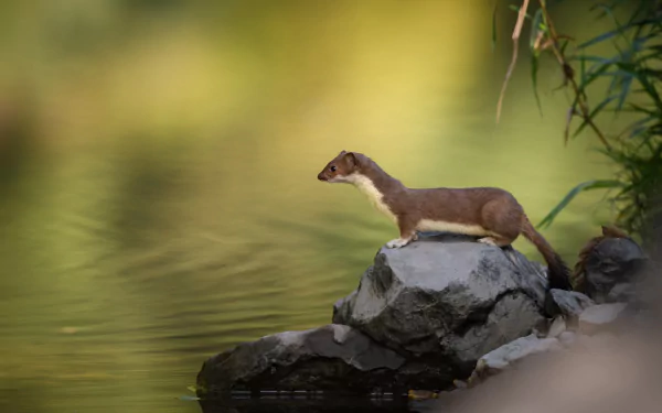 Animal marten HD Desktop Wallpaper | Background Image