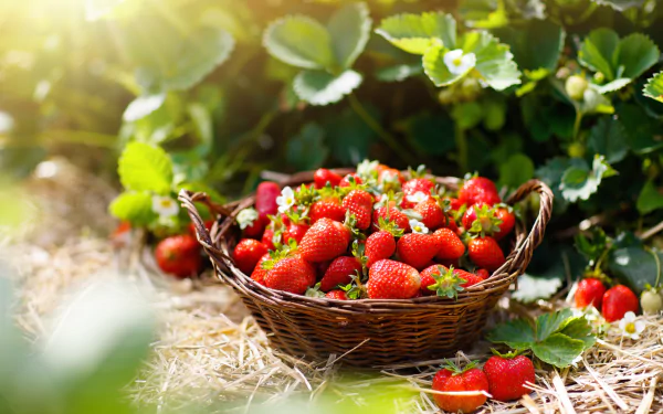 basket fruit food strawberry HD Desktop Wallpaper | Background Image