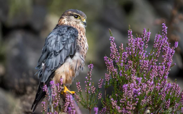 bird of prey Animal falcon HD Desktop Wallpaper | Background Image