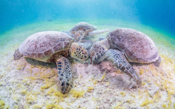 sea life Animal turtle HD Desktop Wallpaper | Background Image